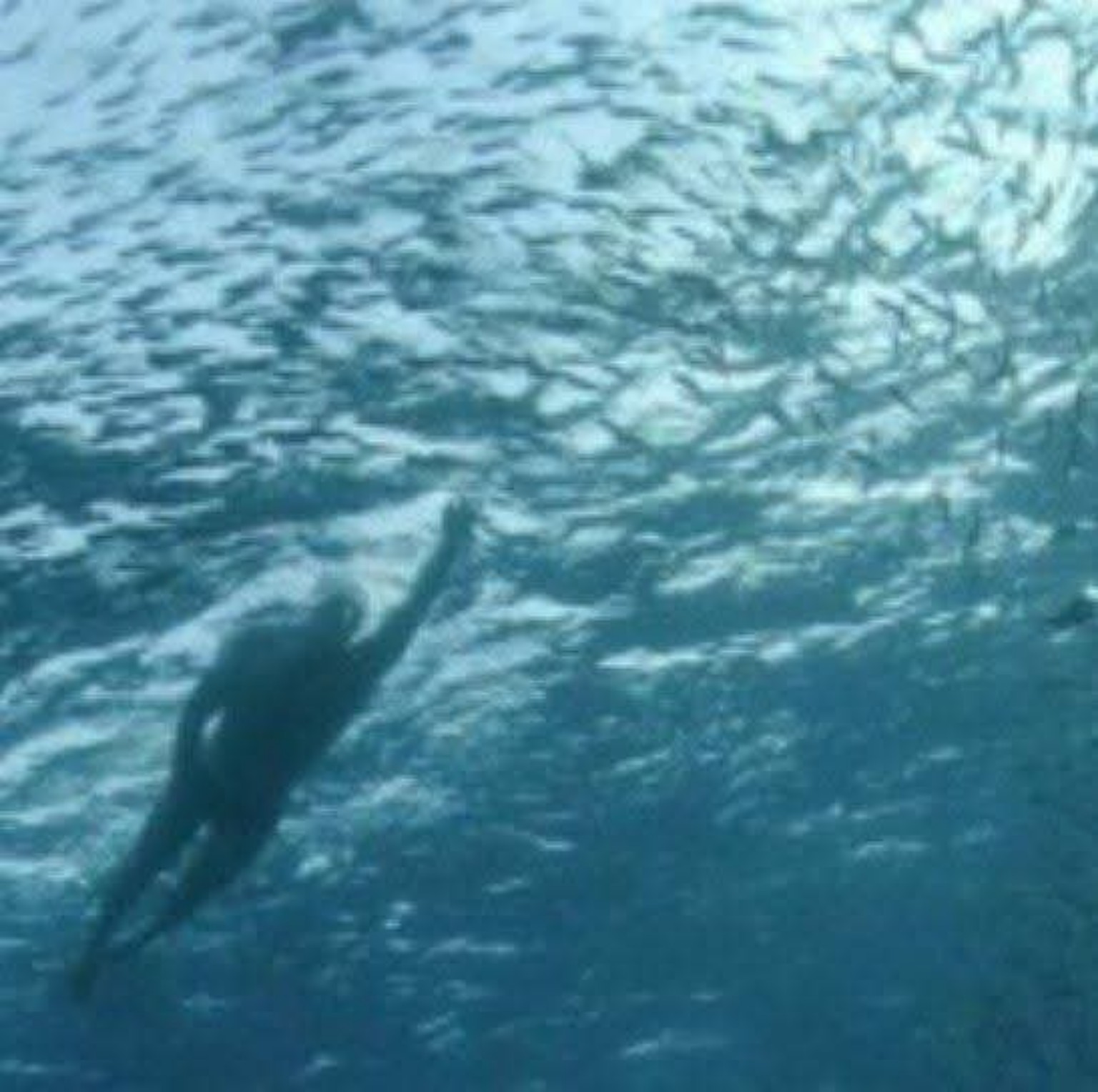 A swimmer beneath a shoal of fish in blue water